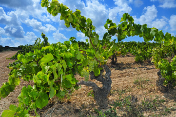 Fototapeta na wymiar view of a vineyard with ripe grapes in Catalonia, Spain