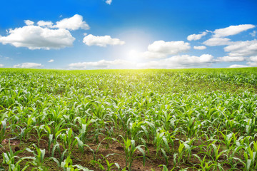 Corn farm with blue sky