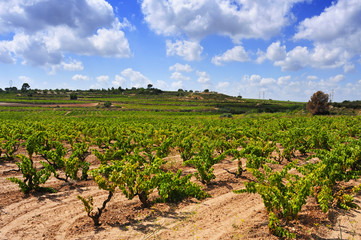 Fototapeta na wymiar Widok z winnicy w Tarragona, Katalonia, Hiszpania
