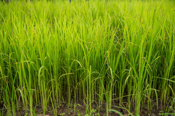 Paddy field and young rice tree