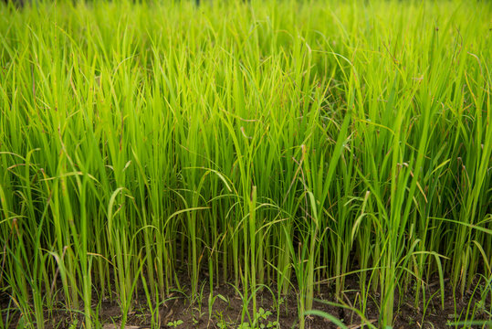 Paddy field and young rice tree © kikujungboy