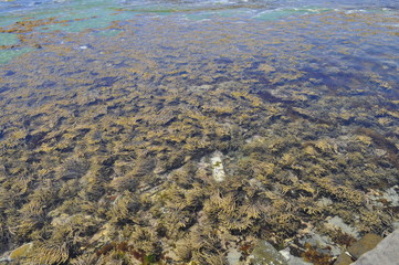 The Tessellated Pavement, natural phenomenon in Tasmania.