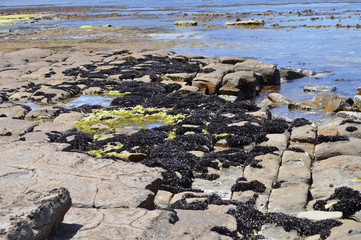 The Tessellated Pavement, natural phenomenon in Tasmania