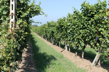 Fototapeta na wymiar ripe grape vineyard will