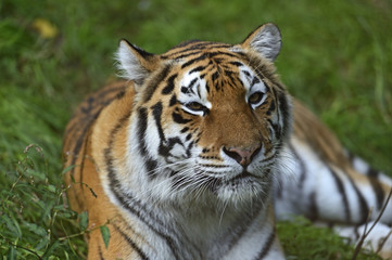 Plakat Portret z tygrysa
