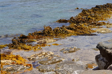 The Tessellated Pavement, natural phenomenon in Tasmania