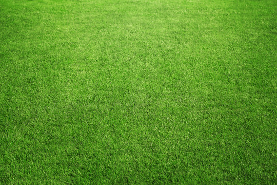 Perfect green grass at the sport field or back yard