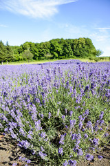 Fototapeta na wymiar Lavender flower garden1