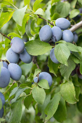 Plums growing on branch