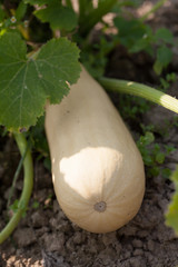 White zucchini
