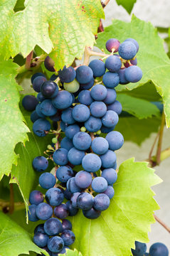 Weintrauben