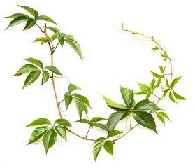 green branch on a white background
