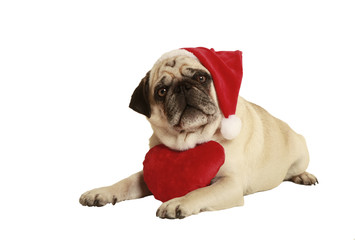 pug santa claus cap heart