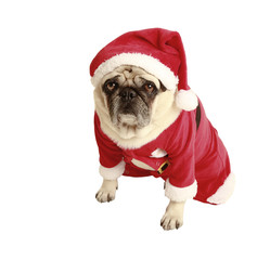 pug christmas costume