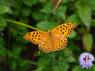 High brown fritillary butterfly