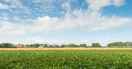Fototapeta na wymiar Rural landscape in summertime