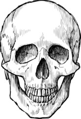 skull sketch