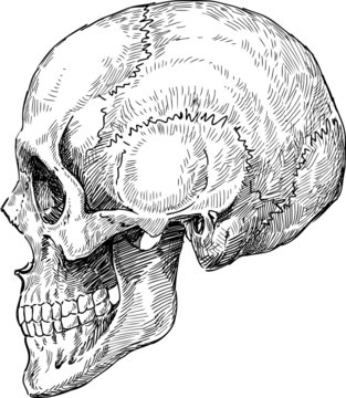 human skull profile