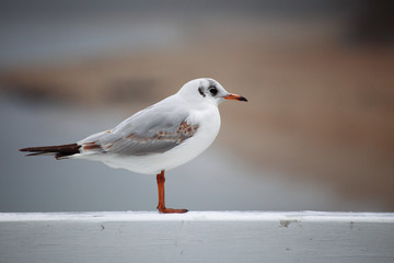 bird tern