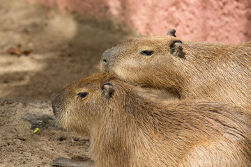Capybara