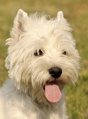 Naklejka na ściany i meble West Highland White Terrier