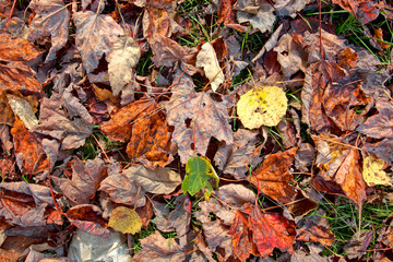 Dry fall leaves on green grass