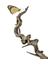 Dry branch