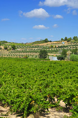 vineyard in Tarragona, Catalonia, Spain