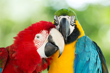 Naklejka premium parrots