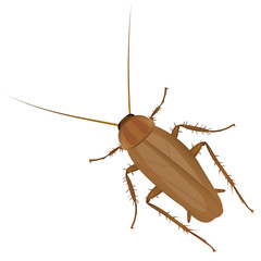 Vector cockroach - 55892563
