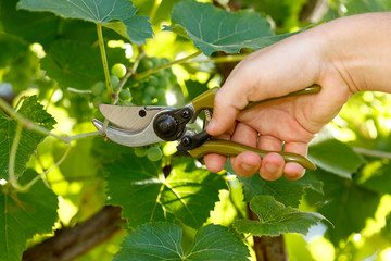 Pruner cutting grape tree