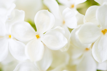 white lilac blossom in spring