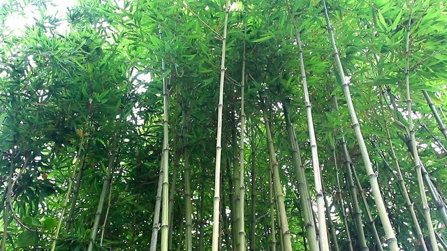 Bamboo trunks in the forest