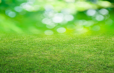 Grass and Green Background