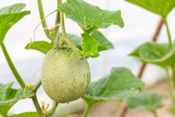 The organic melon in greenhouse