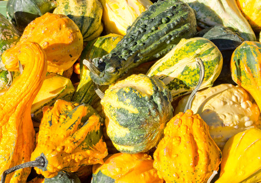 Different kinds of squash on sale