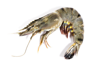 Raw black tiger shrimp on white background