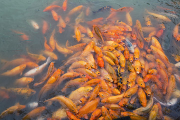 Fototapeta na wymiar Karp w rzece w Wuzhen, Chiny