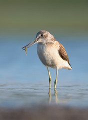 Common Greenshank