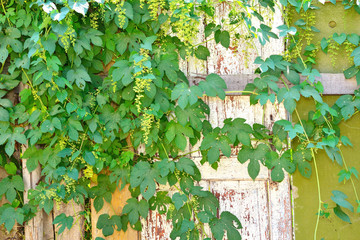 climbing plant and an old door