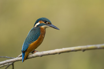 Martin-pêcheur d'Europe
