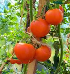 Pomidorowa Kiść