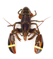 Living lobster
