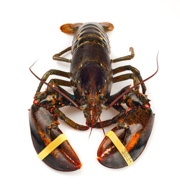 Living lobster