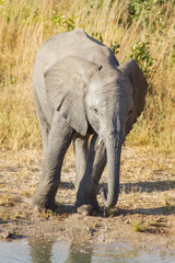 Fototapeta premium Elephant Baby Drinking
