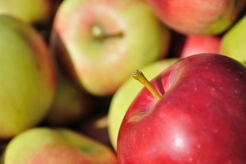 Pile of red, green, yellow ripe apples