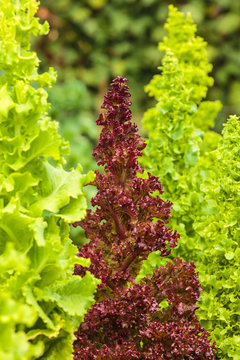 Red lollo rosso lettuce in a vegetable garden