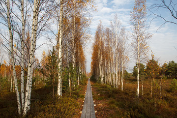 autumn Swamp