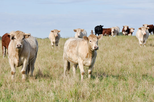 Cows in Australia