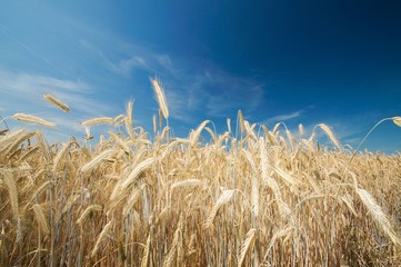 Obraz premium Getreidefeld, Getreideähren